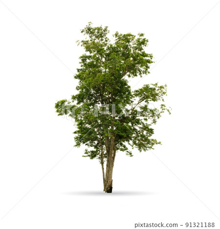 Tree isolated on the white background,for graphic decoration. 91321188