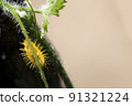 This thorny caterpillar is the birth of a beautiful yellow butterfly (Nettle Caterpillar) In nature. 91321224