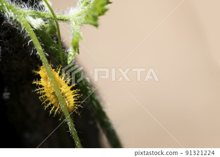 This thorny caterpillar is the birth of a beautiful yellow butterfly (Nettle Caterpillar) In nature. This thorny caterpillar is the birth of a beautiful yellow butterfly (Nettle Caterpillar) In nature. 91321224