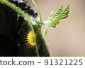 This thorny caterpillar is the birth of a beautiful yellow butterfly (Nettle Caterpillar) In nature. 91321225