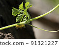 This thorny caterpillar is the birth of a beautiful yellow butterfly (Nettle Caterpillar) In nature. 91321227