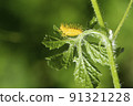 This thorny caterpillar is the birth of a beautiful yellow butterfly (Nettle Caterpillar) In nature. 91321228