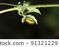 This thorny caterpillar is the birth of a beautiful yellow butterfly (Nettle Caterpillar) In nature. 91321229