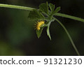 This thorny caterpillar is the birth of a beautiful yellow butterfly (Nettle Caterpillar) In nature. 91321230