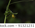 This thorny caterpillar is the birth of a beautiful yellow butterfly (Nettle Caterpillar) In nature. 91321231