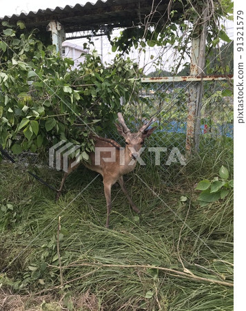 Vertical deer caught in a trap 91321579