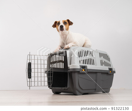 Jack Russell Terrier dog lies on top of a cage for safe transportation with the door open. 91322130