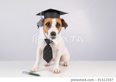 Jack Russell Terrier dog in a tie and academic cap sits on a white table. Jack Russell Terrier dog in a tie and academic cap sits on a white table. 91322387
