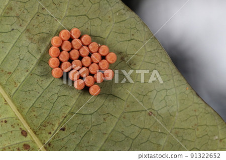 生物、昆蟲、光澤甲蟲和蛋。編號為 28，桶形，橙色。 91322652