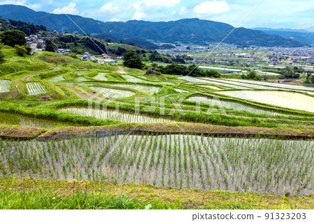新鮮的綠色和 Obasute 水稻梯田 新鮮的綠色和 Obasute 水稻梯田 91323203