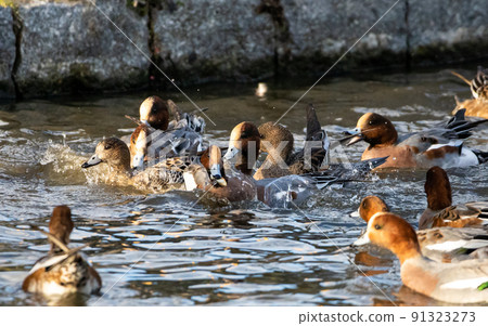 EOSRP. 山口錦帶橋，鴨子的小衝突。 91323273