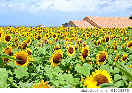 橫須賀長井海之手公園 太陽山嚮日葵園 橫須賀長井海之手公園 太陽山嚮日葵園 91323276