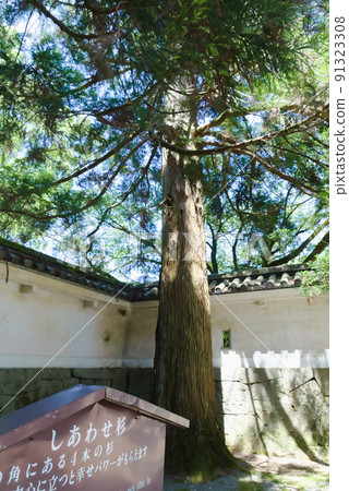 Obi cedar in Obi castle Obi cedar in Obi castle 91323308