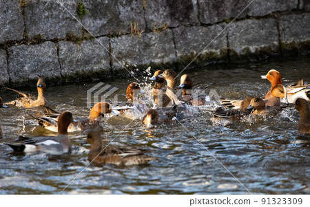 EOSRP. Yamaguchi Kintaikyo Bridge, ducks standing in Shibuki. EOSRP. Yamaguchi Kintaikyo Bridge, ducks standing in Shibuki. 91323309