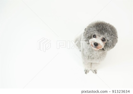 Looking up at the silver toy poodle right justified 91323634