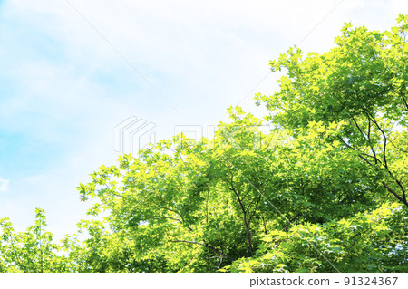 Fresh green and blue sky Fresh green and blue sky 91324367