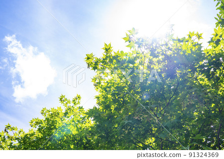 Fresh green and blue sky 91324369