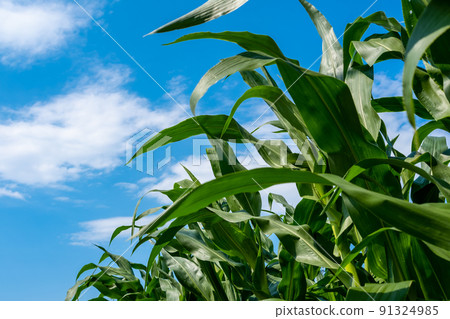 Corn field Growing corn and summer blue sky 91324985