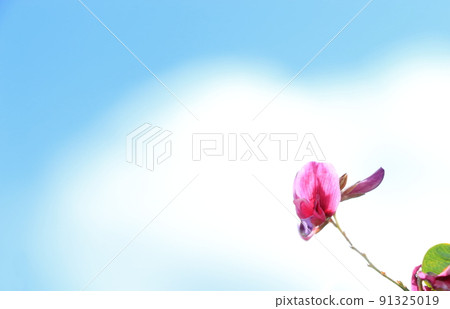 One flower of hagi One flower of hagi 91325019
