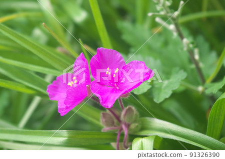 Red-purple flower of Tradescantia [green background] 91326390