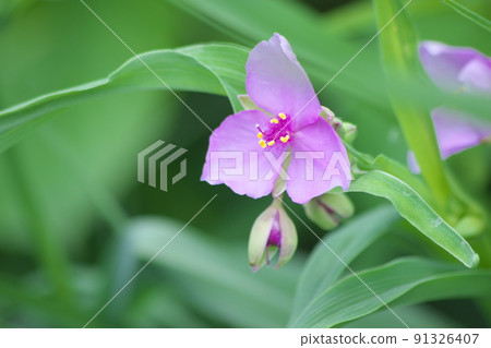 Red-purple flower of Tradescantia [green background] 91326407