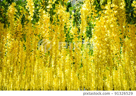 A lot of yellow flower on the ceiling at the day. A lot of yellow flower on the ceiling at the day. 91326529