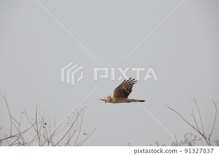 A female of Haylochuhi 91327837