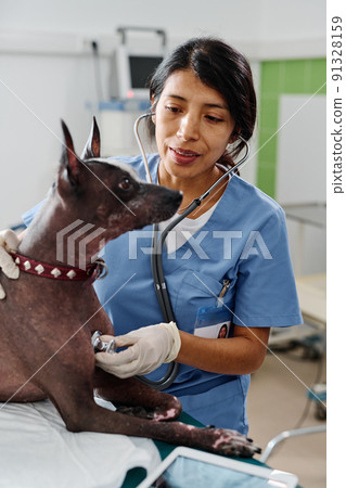 Vertical medium shot of modern Hispanic woman working in vet clinic doing medical check-up of dog 91328159