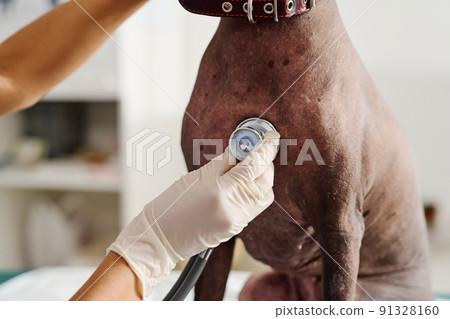 Close-up shot of unrecognizable vet using stethoscope to check inner body sounds of dog 91328160