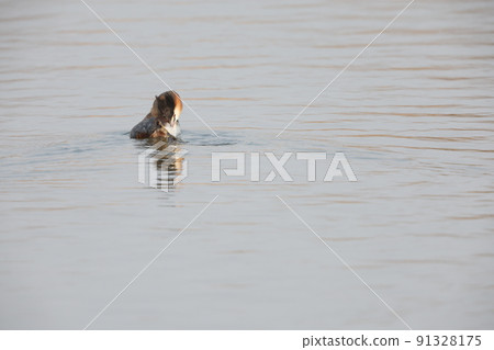 Great crested grebe Great crested grebe 91328175