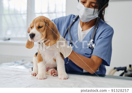 Modern young adult woman wearing mask working in veterinary clinic checking health of beagle puppy doing palpation 91328257