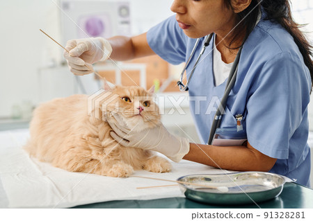 Professional vet working with fluffy ginger cat carefully cleaning its ears using cotton buds Professional vet working with fluffy ginger cat carefully cleaning its ears using cotton buds 91328281