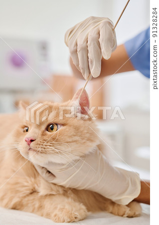 Medium close-up of unrecognizable vet wearing protective gloves using cotton bud to clean ginger cats ears Medium close-up of unrecognizable vet wearing protective gloves using cotton bud to clean ginger cats ears 91328284