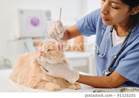 Young adult Hispanic woman working as vet carefully cleaning ears of of fluffy ginger cat Young adult Hispanic woman working as vet carefully cleaning ears of of fluffy ginger cat 91328285