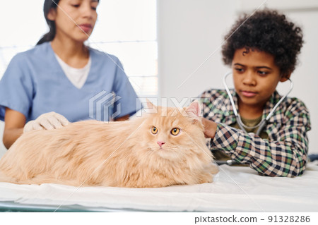 Modern African American kid using stethoscope to listen to ginger cats body inner sounds in veterinary clinic Modern African American kid using stethoscope to listen to ginger cats body inner sounds in veterinary clinic 91328286