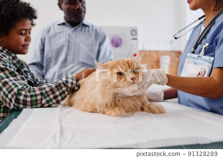 Senior African American man and his grandson having appointment in veterinary clinic to examine cat health Senior African American man and his grandson having appointment in veterinary clinic to examine cat health 91328289