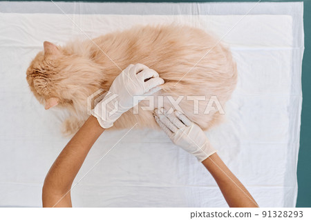 From above view shot of unrecognizable veterinarian wearing protective latex gloves palpating cat during health check up appointment 91328293
