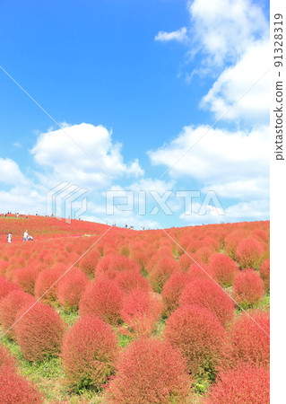 Kokia日立海濱公園的秋葉 91328319