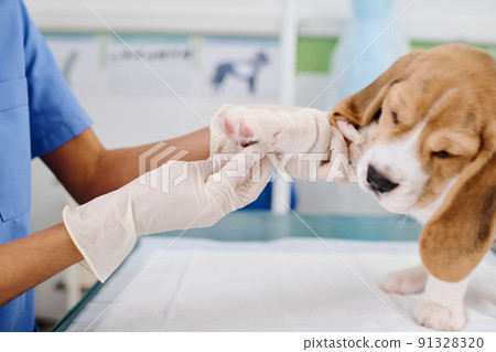 Unrecognizable doctor wearing latex gloves checking health of cute puppy palpating its paw Unrecognizable doctor wearing latex gloves checking health of cute puppy palpating its paw 91328320