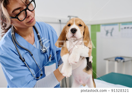 Modern young adult woman working in veterinary clinic examining health of beagle puppy doing palpation 91328321