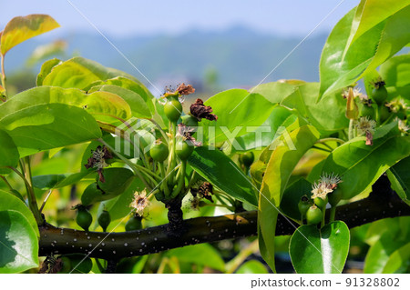 從花到果 梨結果 91328802