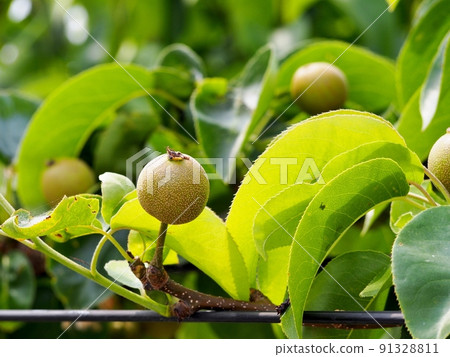 Pear seedlings 91328811