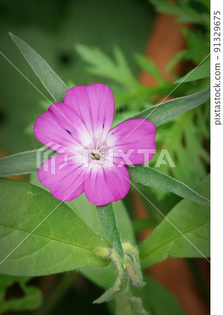 Vertical closeup on a light purple common corncockle flower, Agrostemma githago 91329675