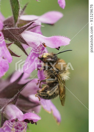 Vertical closeup on a Fork-tailed Flower bee, Anthophora furcata on a purple marsh woundwort flower, Stachys palustris 91329676