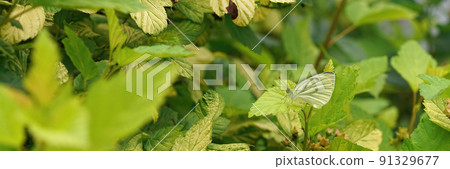Closeup on a green-veined white, Pieris napi hiding with closed wings in a lightgreen foliage of a shrub Closeup on a green-veined white, Pieris napi hiding with closed wings in a lightgreen foliage of a shrub 91329677