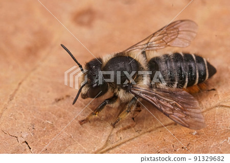 Detailed closeup on a fresh emerged female Willowherb leafcutter bee, Megachile lapponica sitting on a dried leaf 91329682