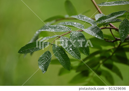 Raindrops on rowan leaves, European mountain ash Raindrops on rowan leaves, European mountain ash 91329696
