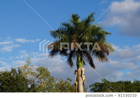 墨西哥梅里達烏斯馬爾廢墟中的棕櫚樹 91330310