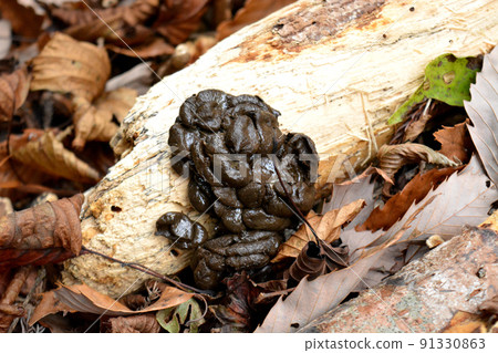 New boar droppings dawn on dead tree 91330863