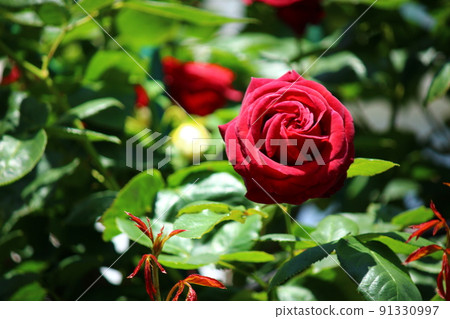 Moist, red rose Moist, red rose 91330997